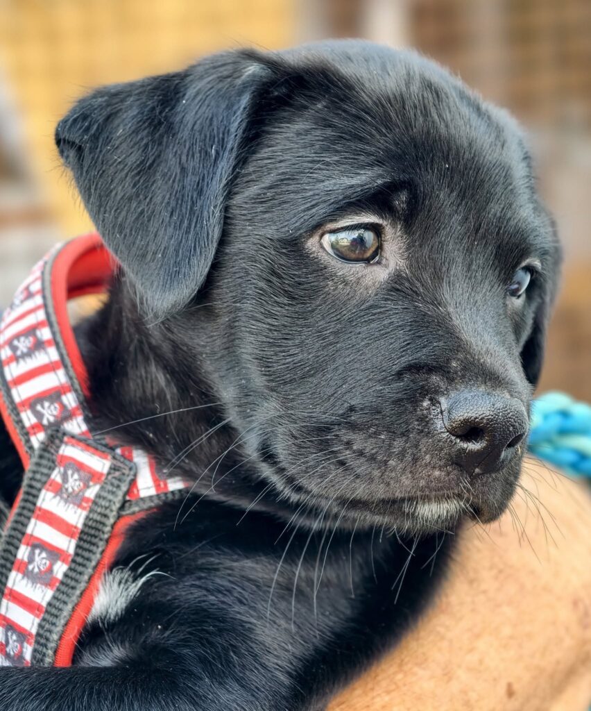 Schwarzer Labrador Welpe im Geschirr