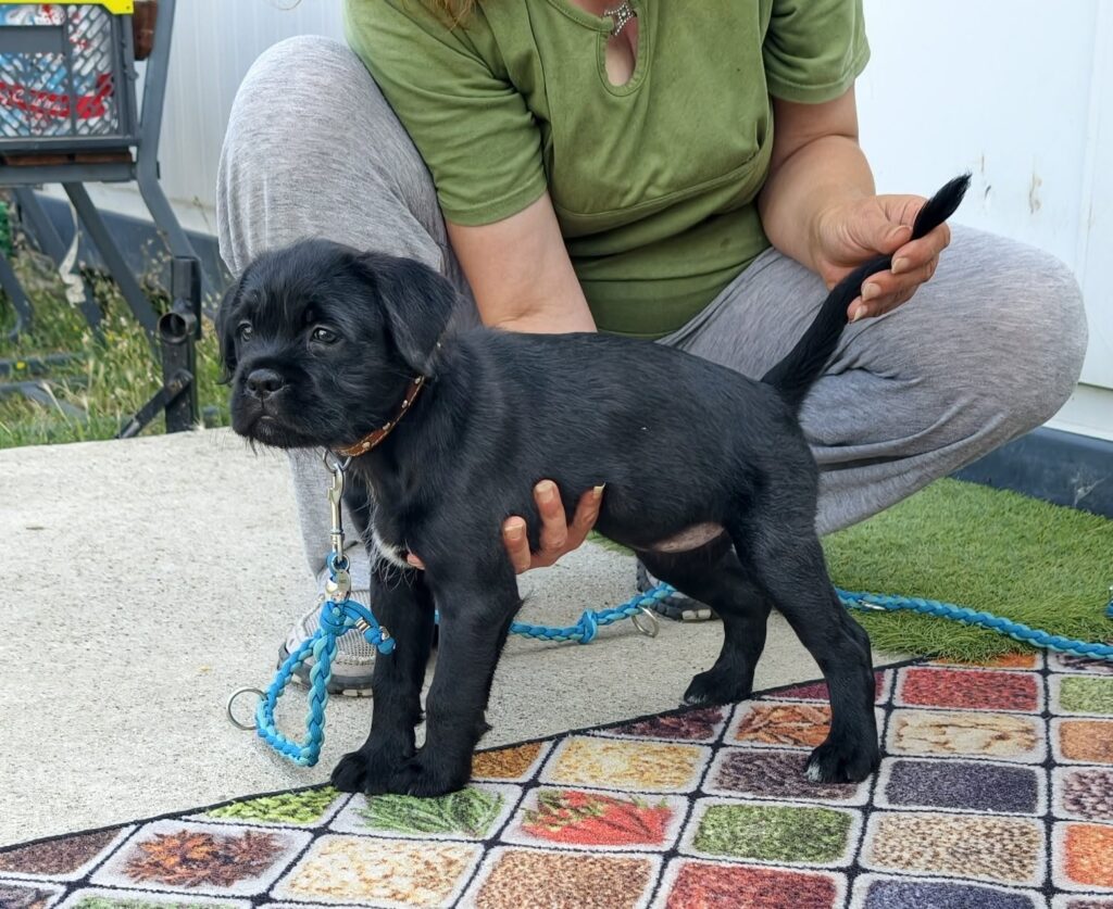 Schwarzer Hundewelpe wird gehalten