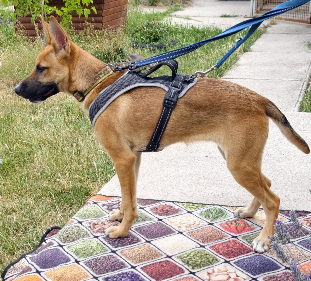 Brauner Hund trägt Geschirr
