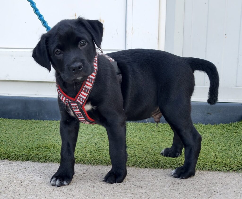 Schwarzer Labrador Welpe mit Geschirr