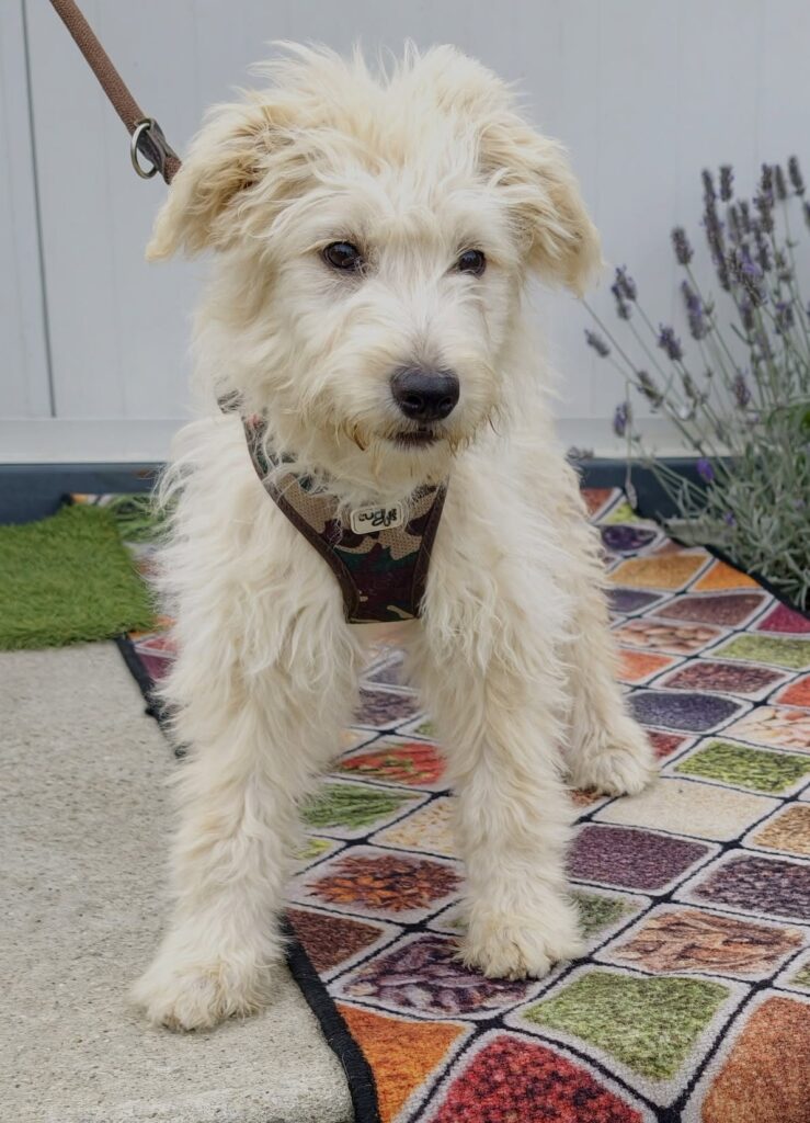 Süßer Hund mit süßem Geschirr