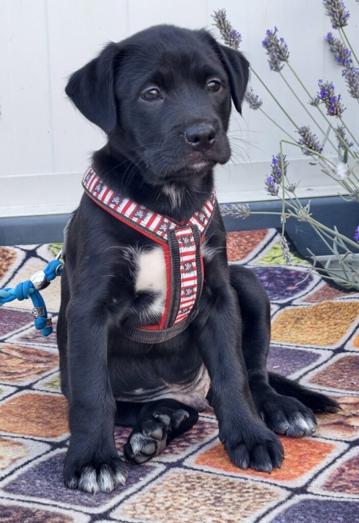 Schwarzer Hundewelpe mit Geschirr