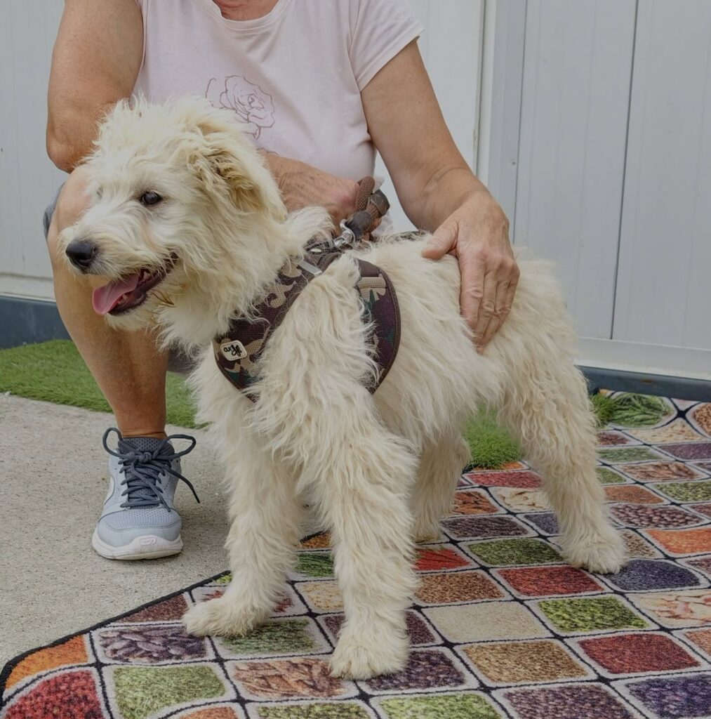 Hundewelpe mit Mensch