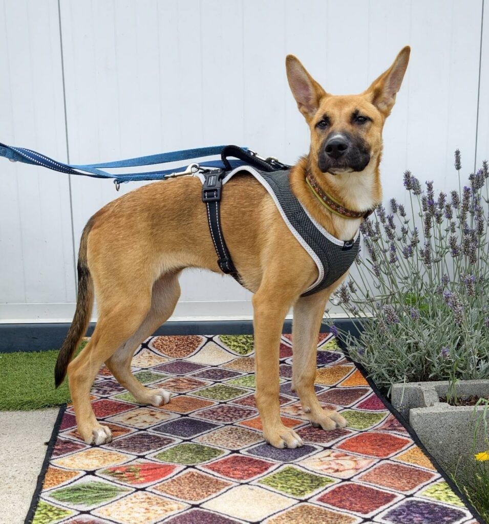 Brauner Hund im Geschirr