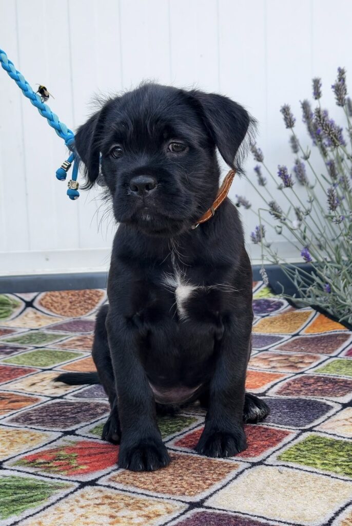 Schwarzer Hundewelpe sitzt auf Decke