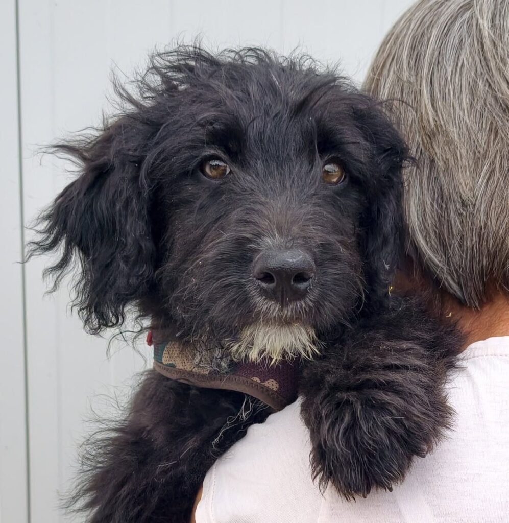 Schwarzer Hund auf Schulter