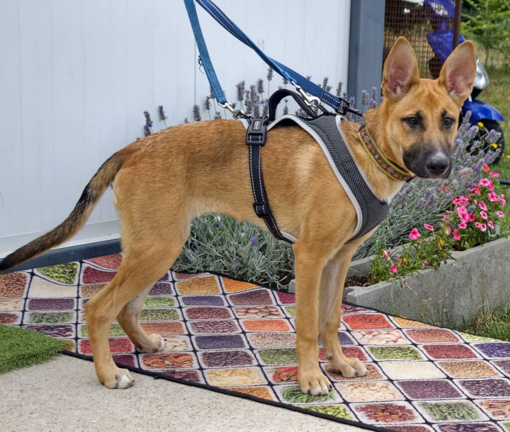 Hund mit Geschirr