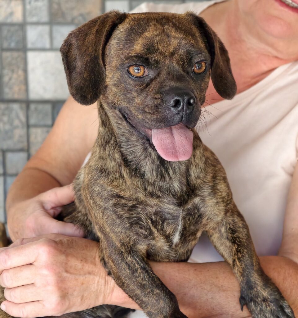 Brindle dog held by person