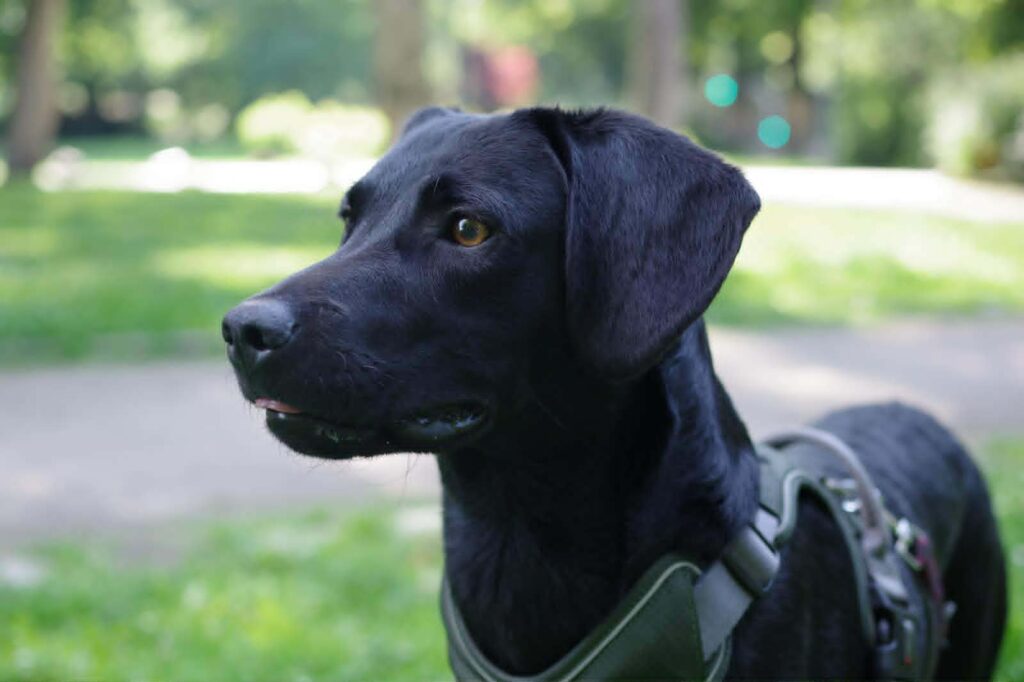 Schwarzer Hund im Park