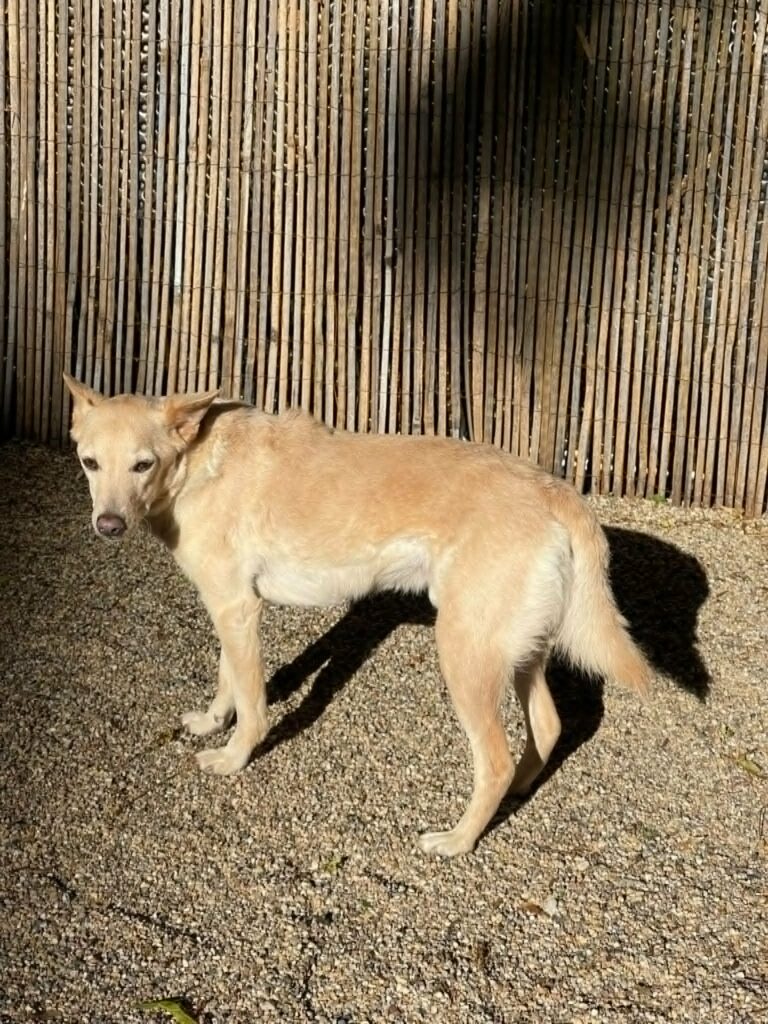 Hund steht im Freien