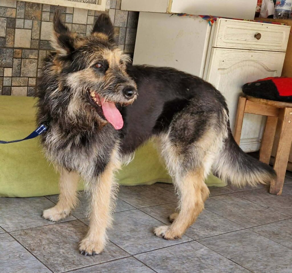 Mischlingshund mit langem Fell