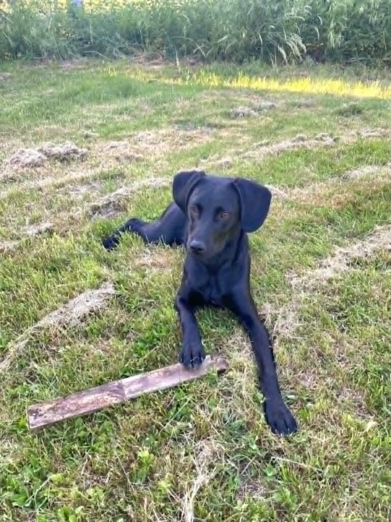 Schwarzer Hund liegt auf Gras
