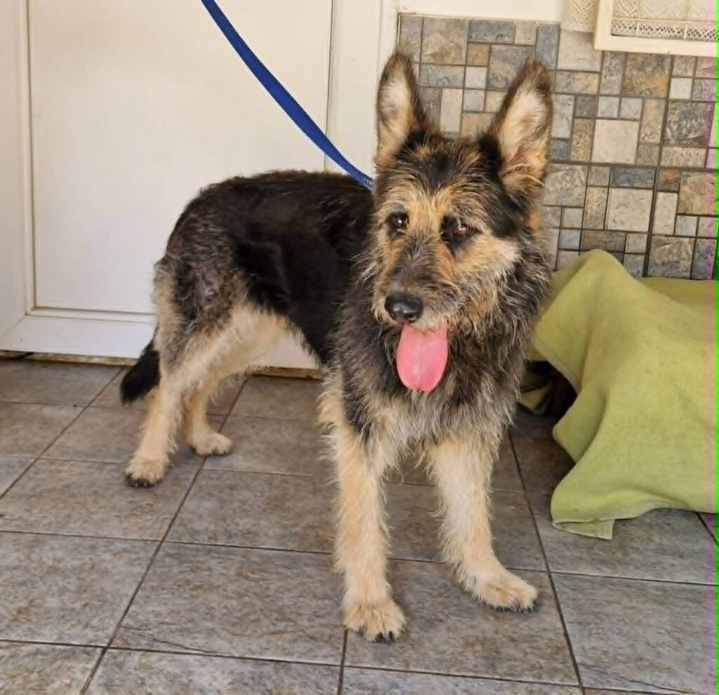 Schäferhund Mischling auf Leine