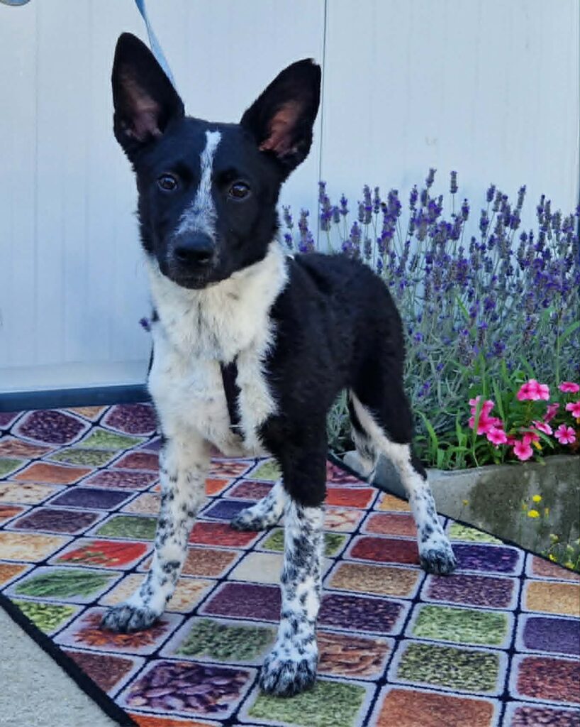Schwarz-weißer Hund steht im Freien