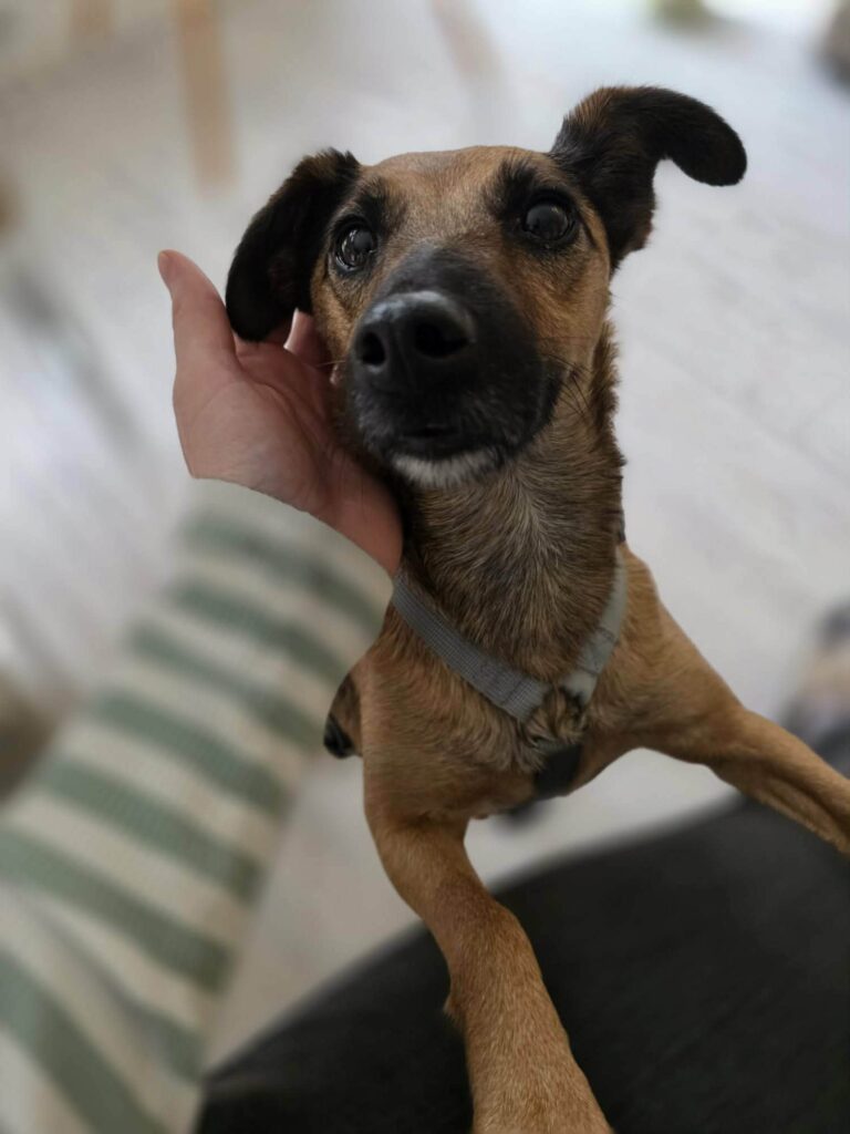 Süßer Hund wird gestreichelt