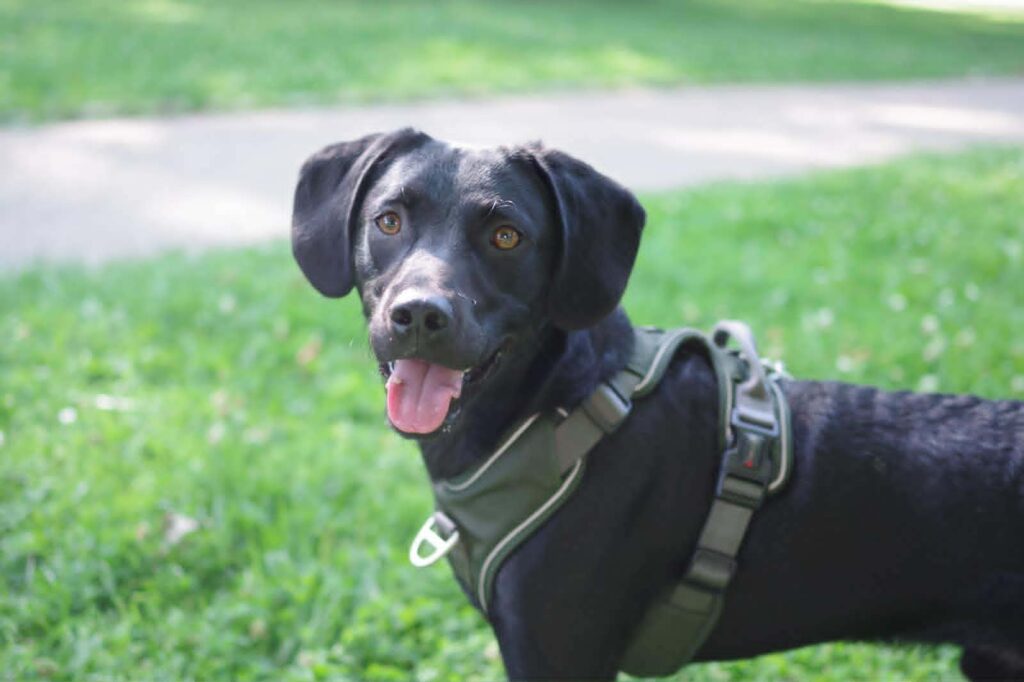 Schwarzer Hund mit Geschirr