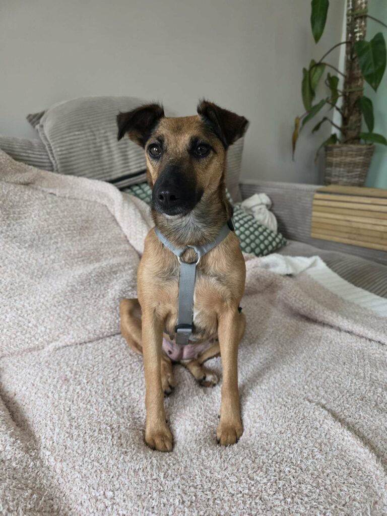 Brauner Hund sitzt auf Bett