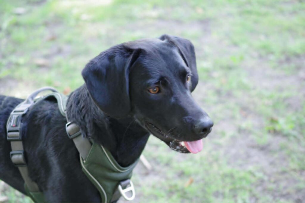 Schwarzer Hund mit Geschirr