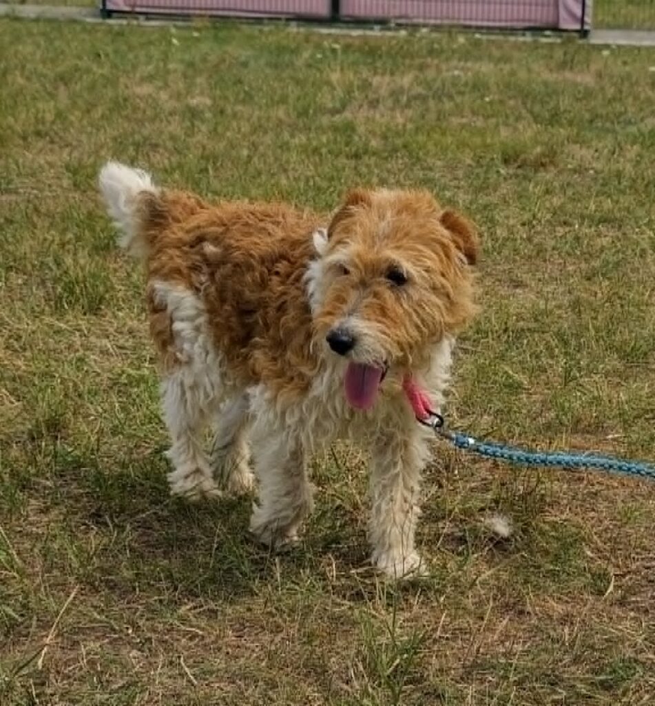 Drahthaariger Terrier auf Gras