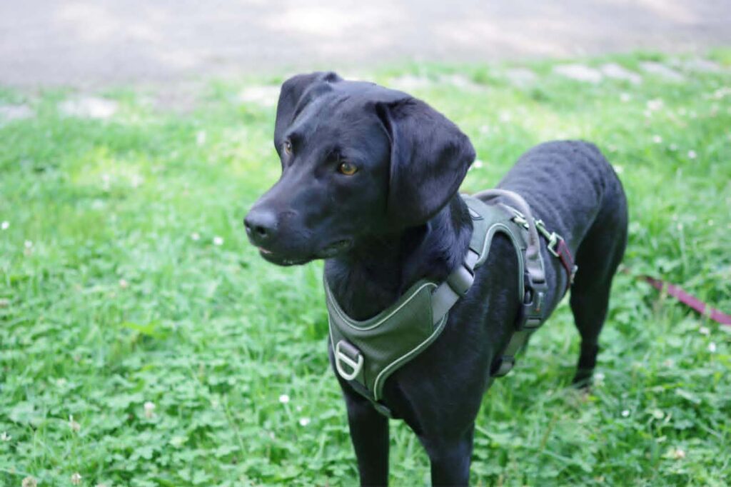 Schwarzer Hund mit Geschirr