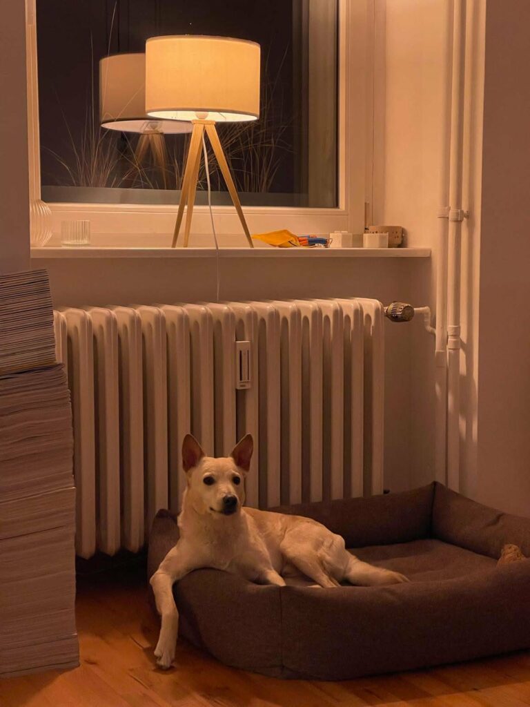 Hund auf Hundebett