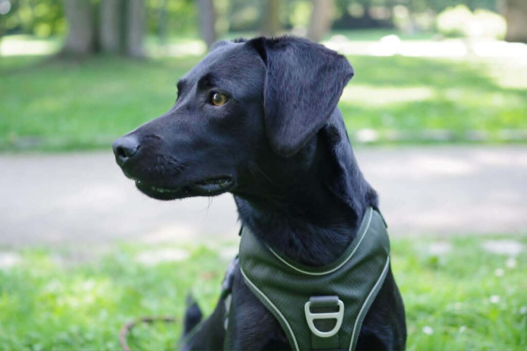 Schwarzer Hund mit Geschirr