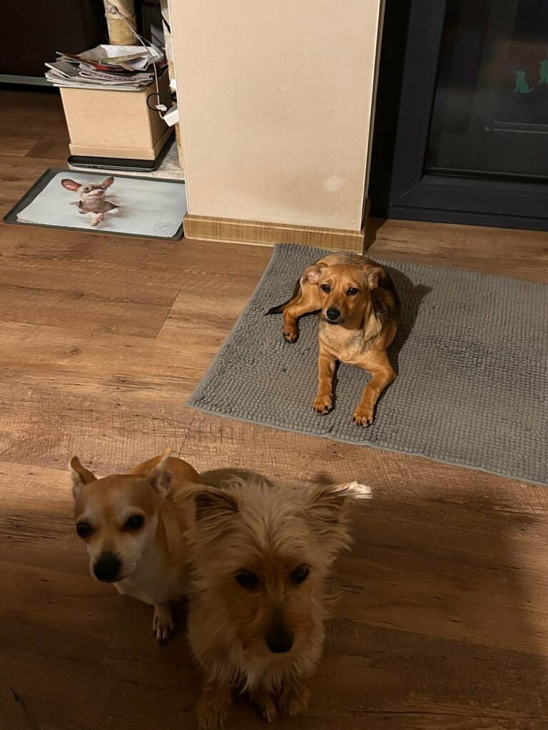 Zwei Hunde auf Holzboden