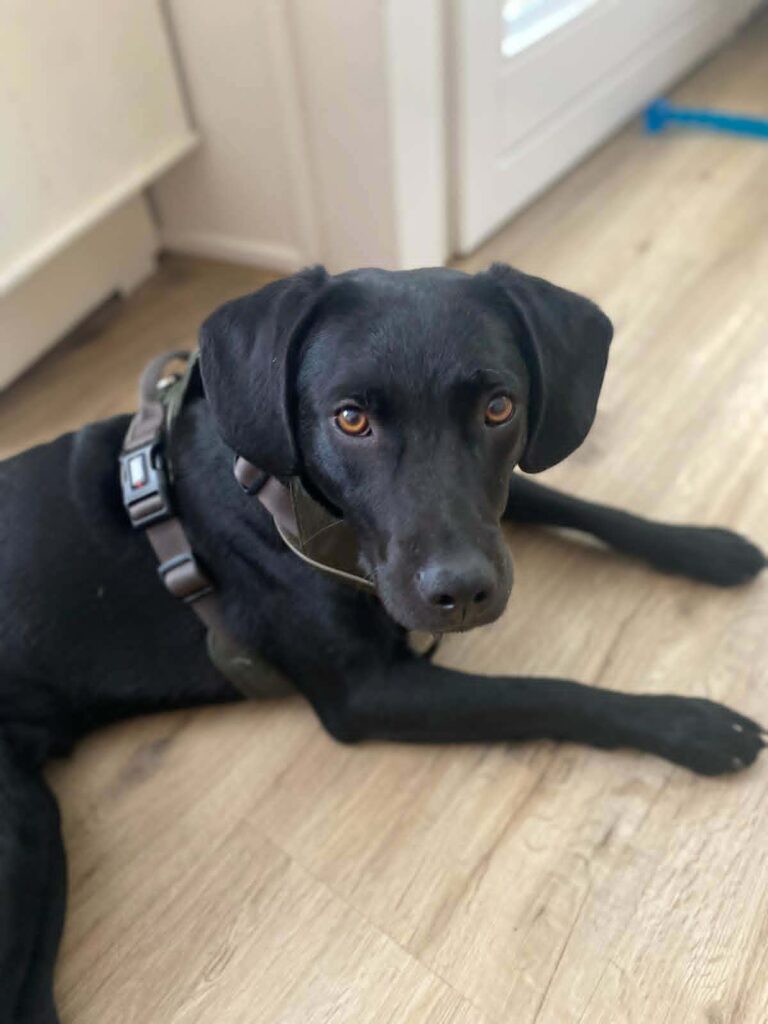 Schwarzer Hund liegt entspannt