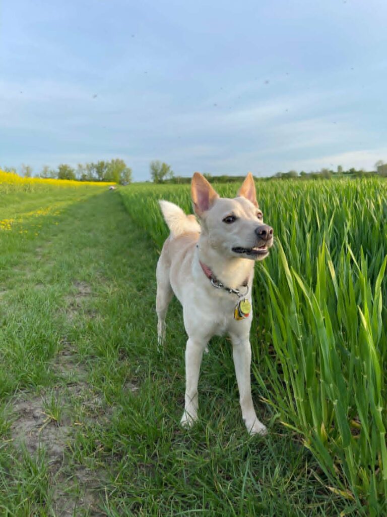 Hund im grünen Feld