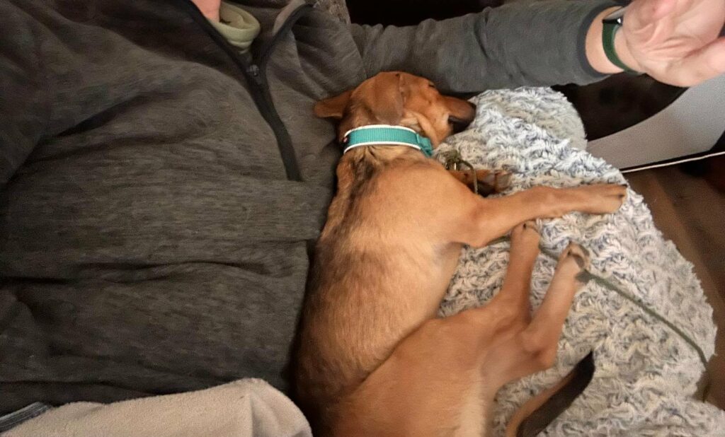 Hund schläft auf Schoß