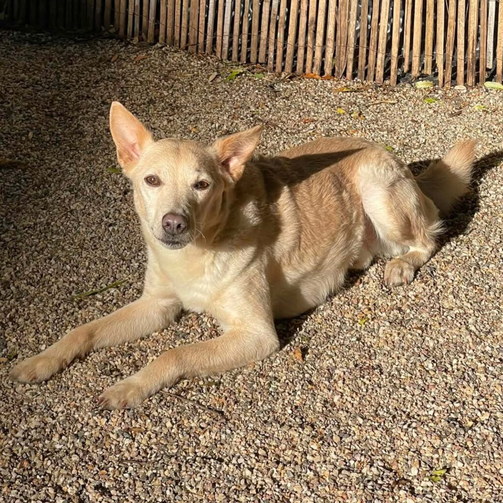 Hund liegt im Kies