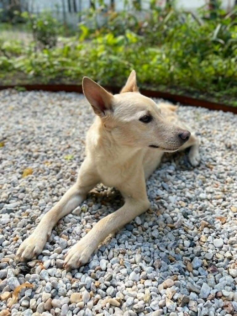 Hund auf Kies lying