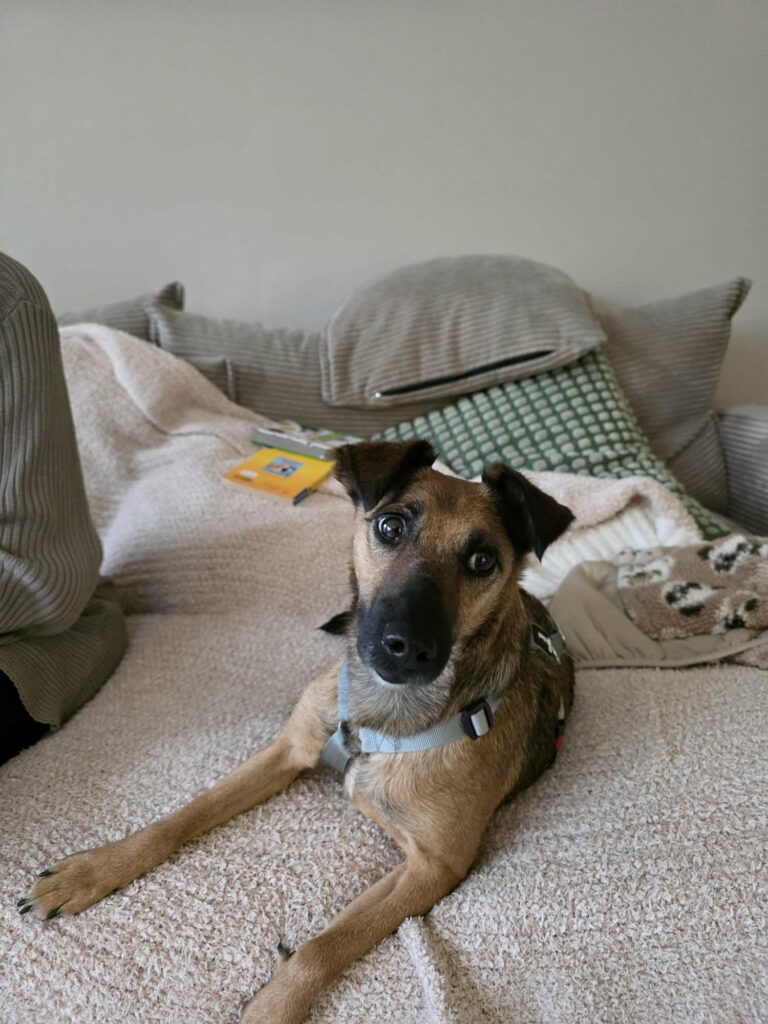 Brauner Hund auf Sofa