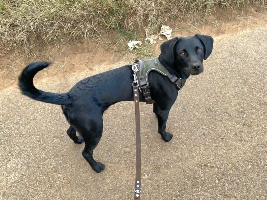 Schwarzer Hund mit Geschirr